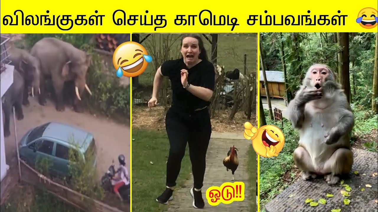 புதிய விலங்குகளின் ஹாஸ்யக் காமெடி சம்பவங்கள் 2025 🤣 | பகுதி 3