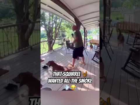 That squirrel 🐿️ wanted all the smoke 💨 😂 #comedyshorts #fypシ゚viral #funnyshorts #Sqruirrel