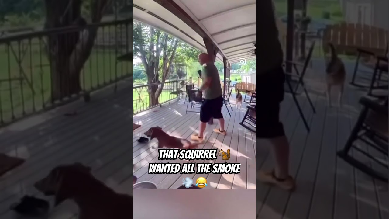 Squirrel Seeks Adventure