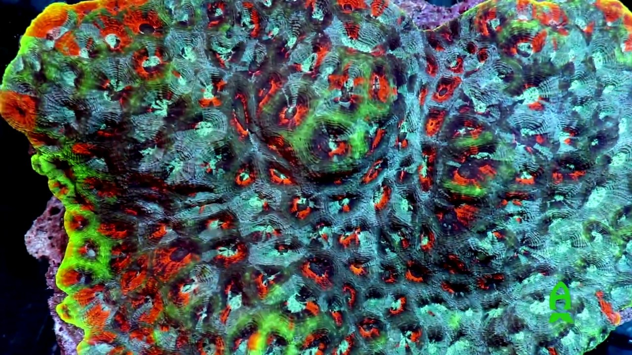 Reef A Palooza NY 2018 Promo Video π