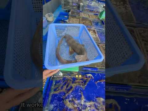 Buying The World’s Rarest Seafood