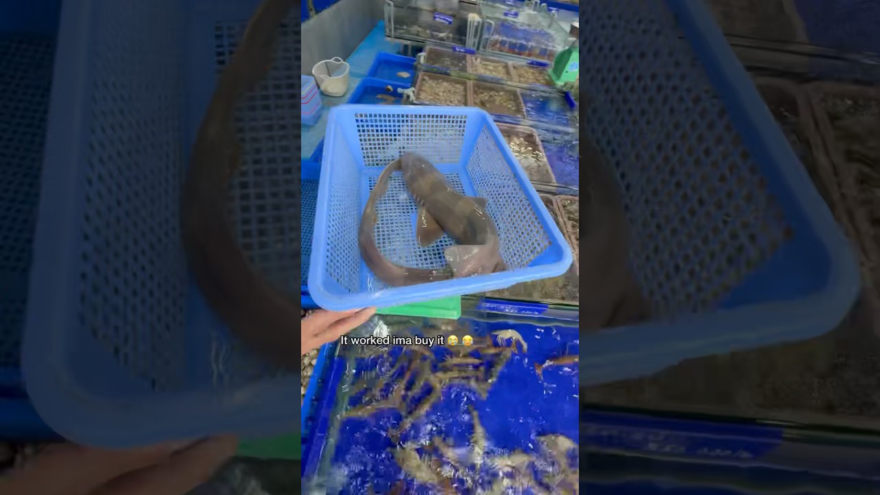 Discover the World’s Rarest and Most Exotic Seafood 🦞