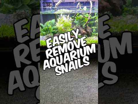 How To Easily Remove Aquarium Snails From Your Tank!