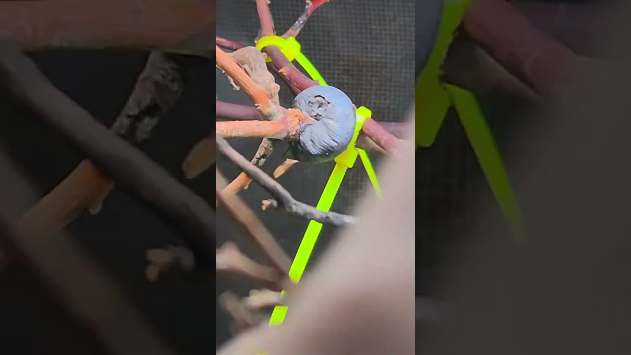 Baby Chameleon Care Tips 🦎