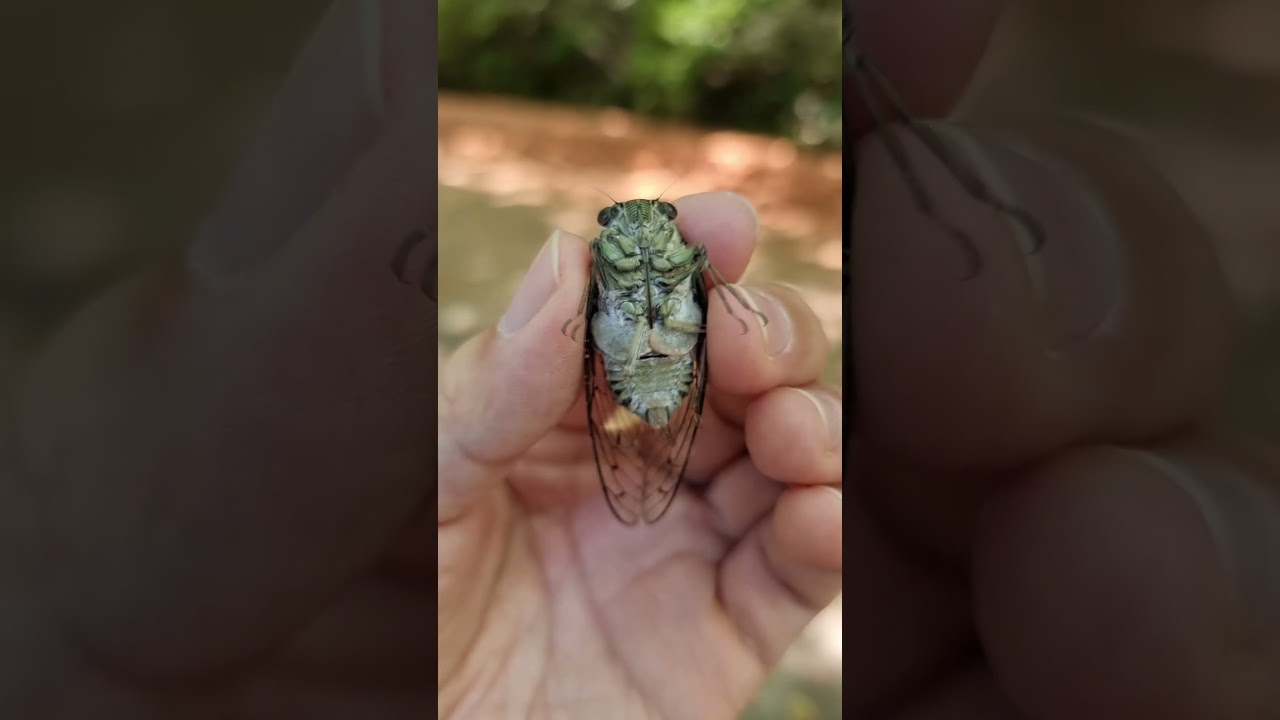 Minmin Cicada's Loud Screaming 🦗