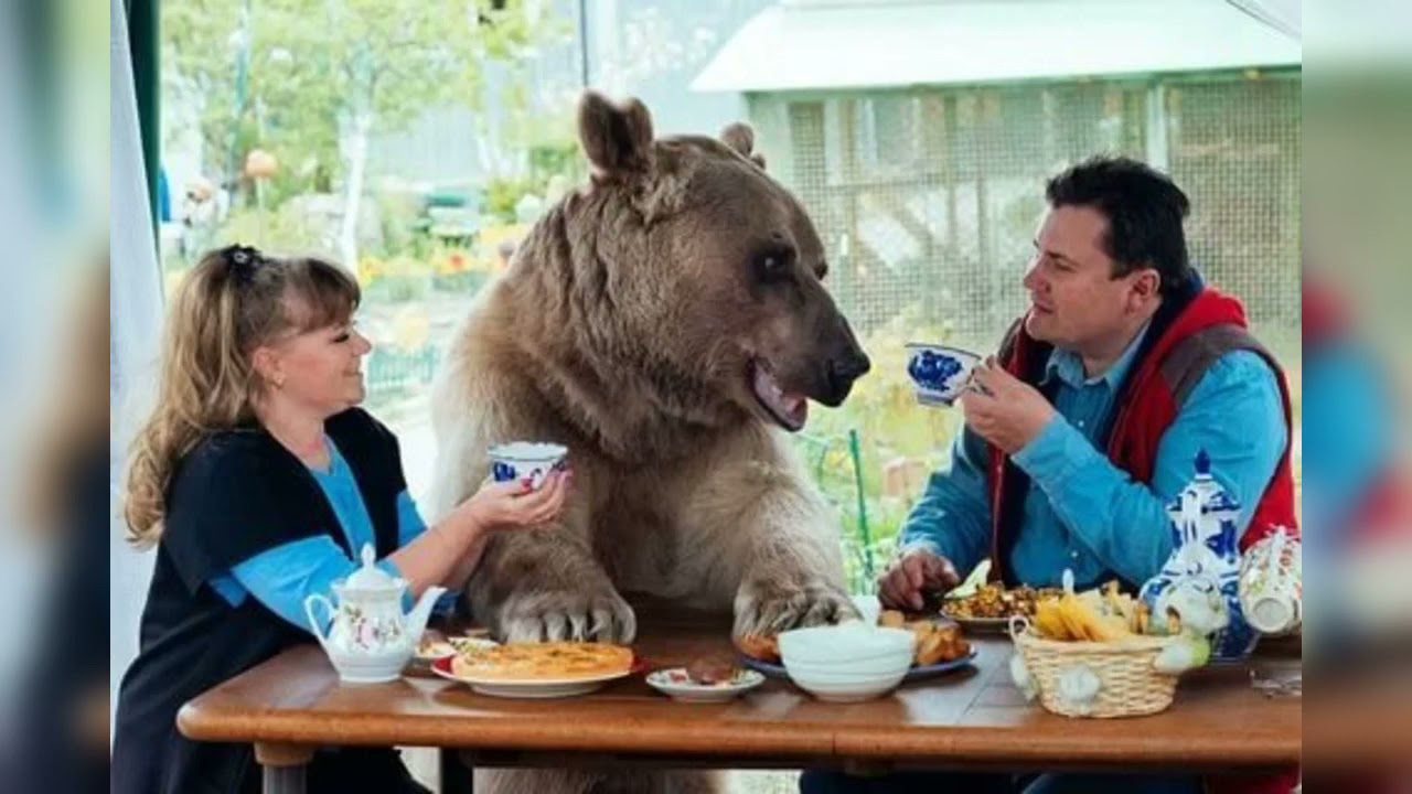 Домашний медведь Степан — хозяин тайги 🐻