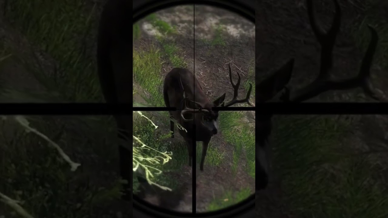 194 Blacktail Buck Hunt with .243 Rifle 🎯