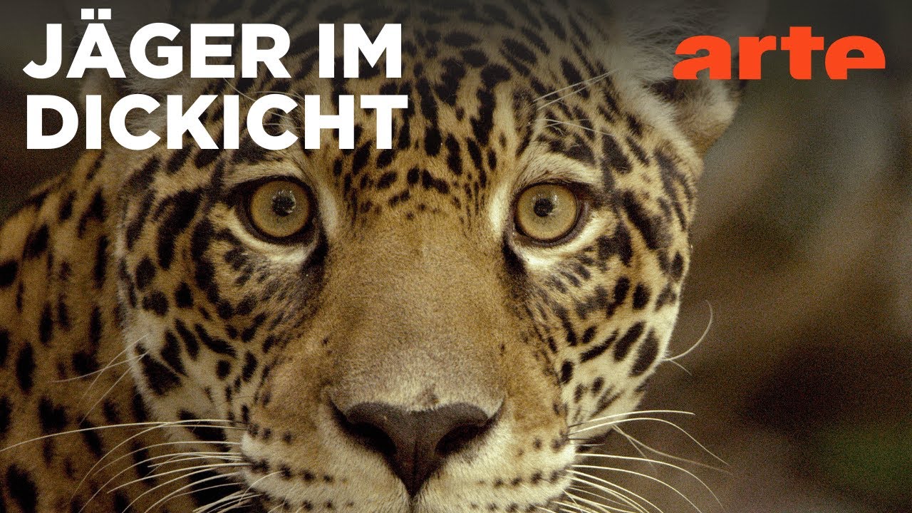 Guyana: Der Weg des Jaguars | ARTE Family