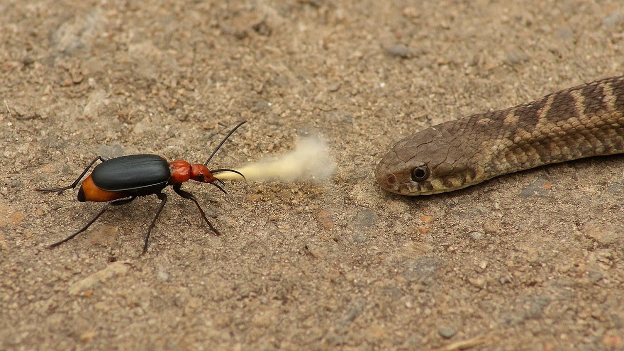 Wild Defense Tactics: 10 Amazing Animal Strategies