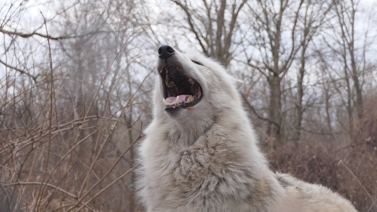 All 50 Wolves Howl at WCC πΊ
