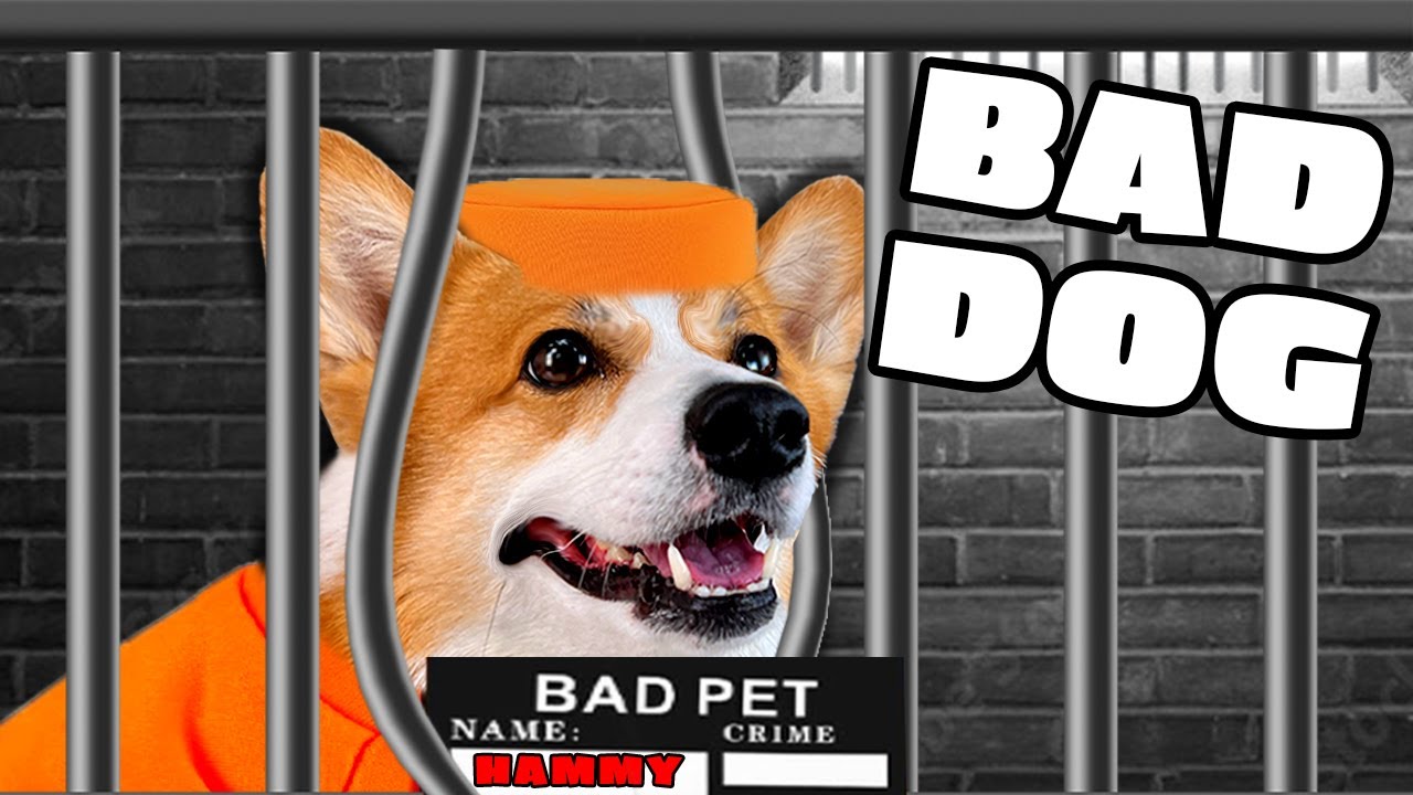 Hammy Breaks the Law 😱 | Funny Talking Dog Compilation