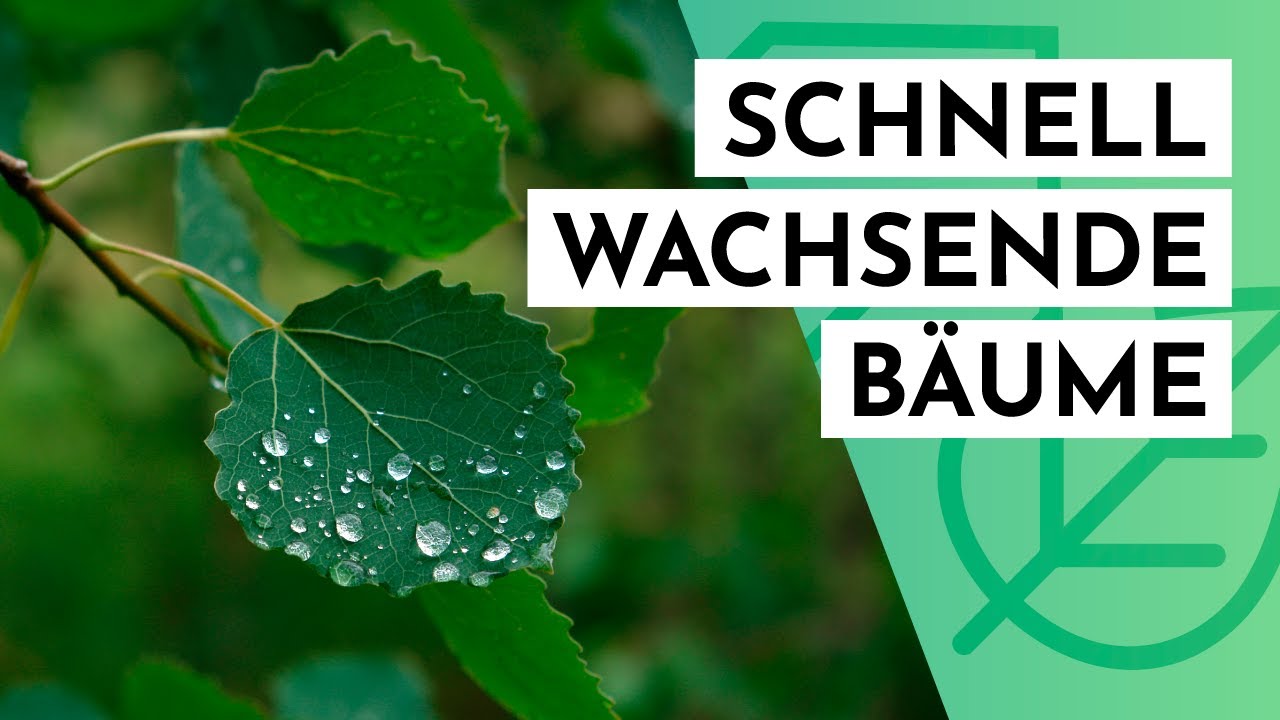 10 Top 10 schnell wachsende Gartenbäume 🌳