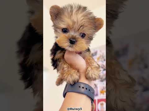 Top 5 Reasons Why You Should Get A Yorkie!