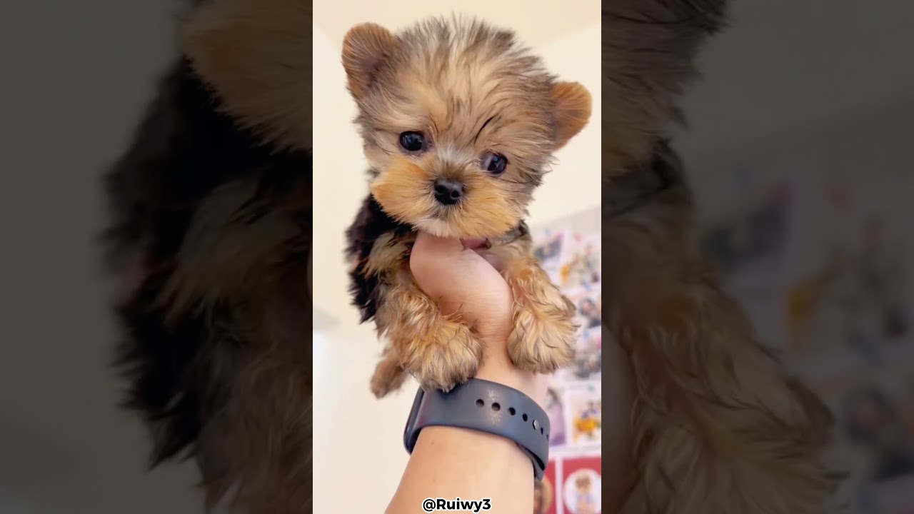 Top 5 Reasons Why a Yorkie Is the Perfect Pet 🐾