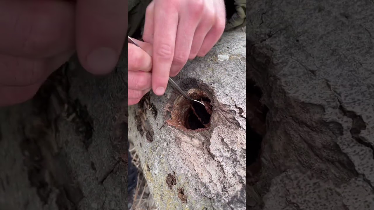 Essential Survival Tips for Navigating and Thriving in the Forest