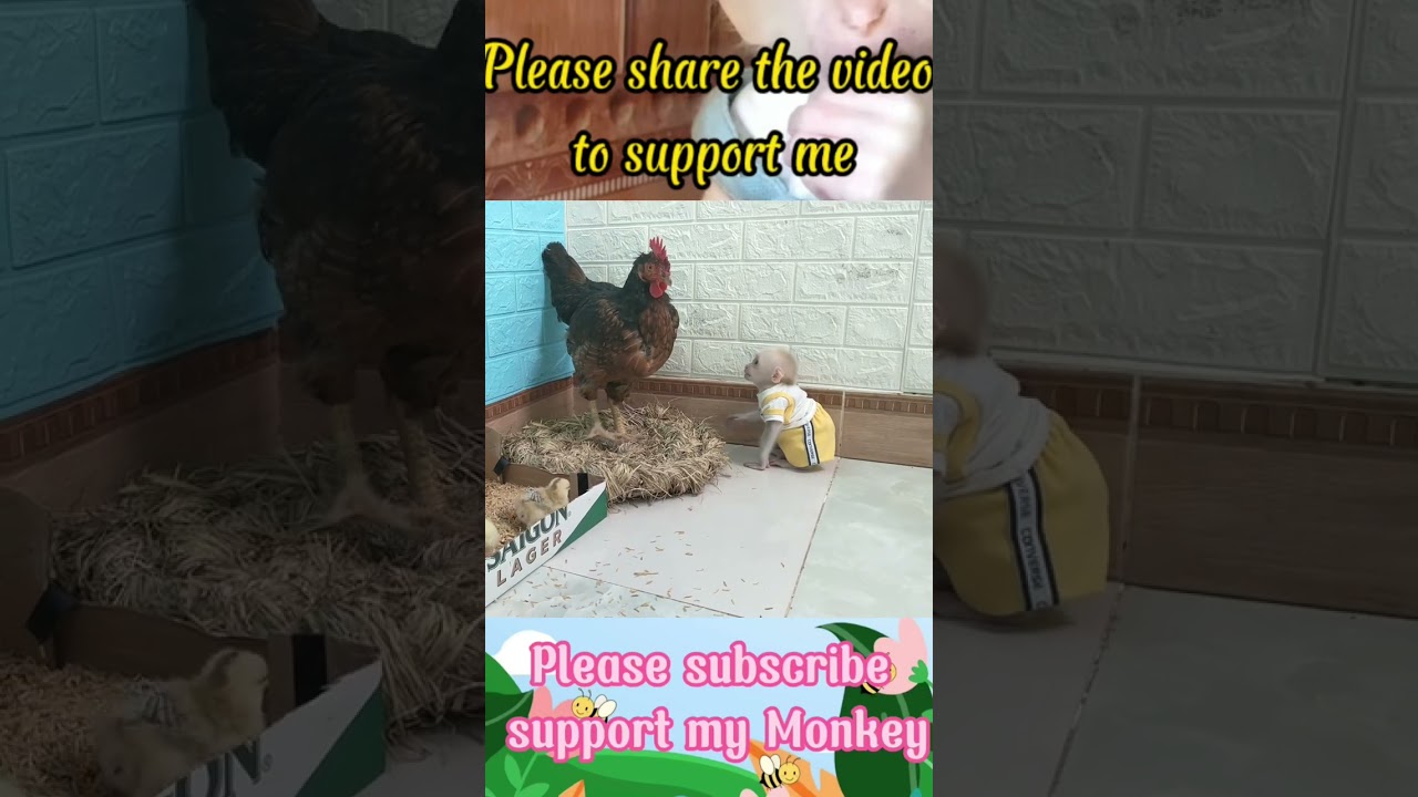 Baby Monkey Su Plays with Chickens π₯ Episode 1