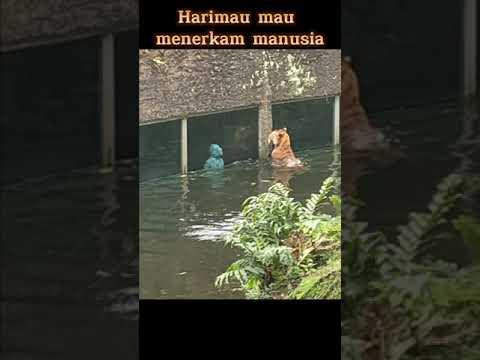 Detik-detik Harimau Berniat Menerkam Manusia Dari Belakang (Untung ada kaca)