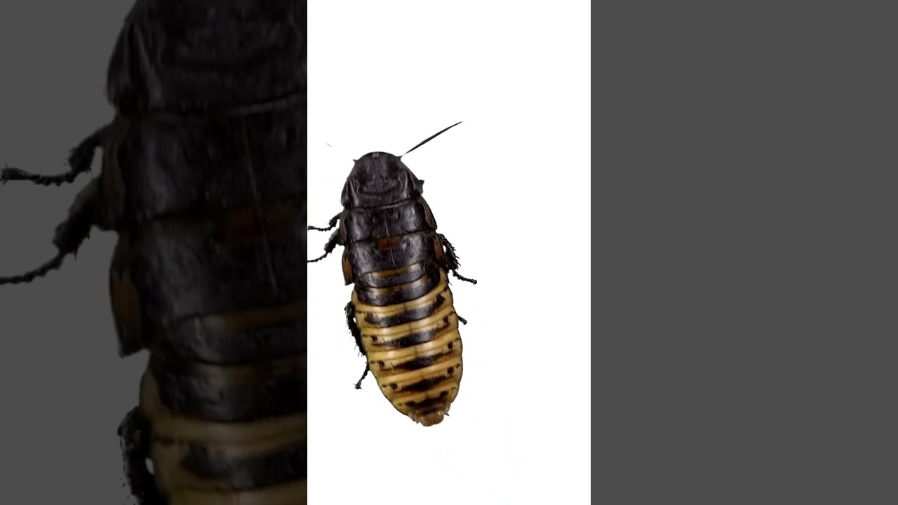 Cat Toy: Realistic Cockroach for Cats 🐾