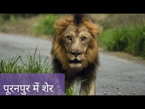 पीलीभीत पूरनपुर के पकरिया बाबा स्थान के पास शेर दिखा # (Ak vlogger pilibhit )