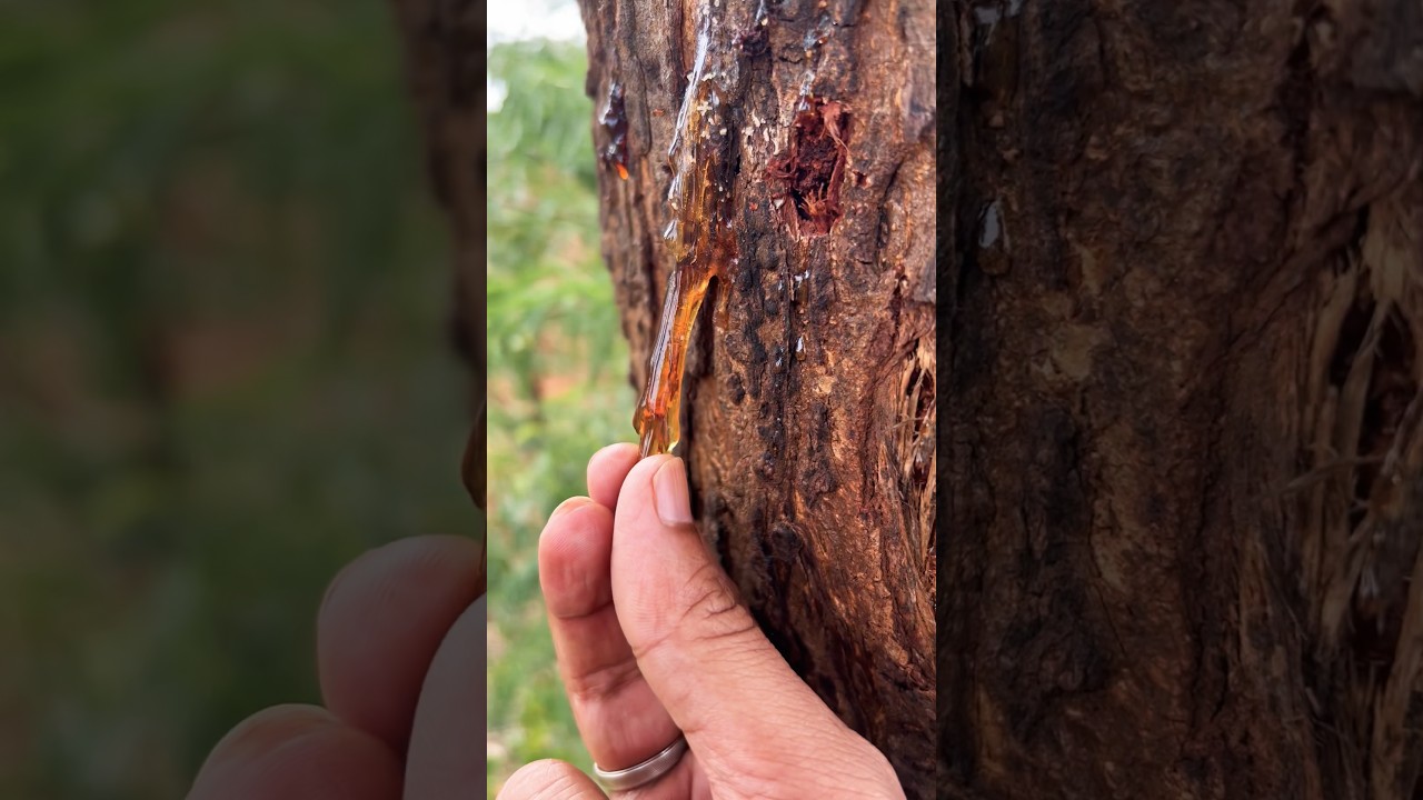Natural Gum and Wildlife 🌿