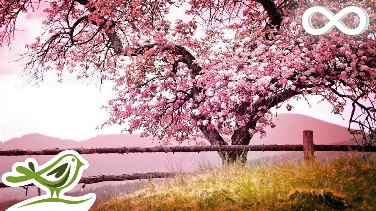 Relaxing Piano Music for Stress Relief 🎶