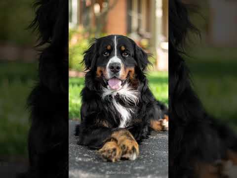 5 Tricks to Teach Your Dog That Look Cute in Pictures 📸 #bernesemountaindog #dogtricks #cutedog