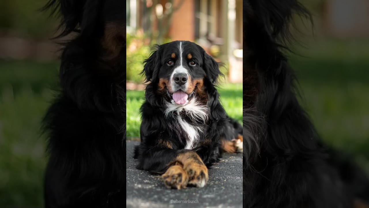 5 Easy Tricks to Make Your Dog Look Adorable in Photos 📸