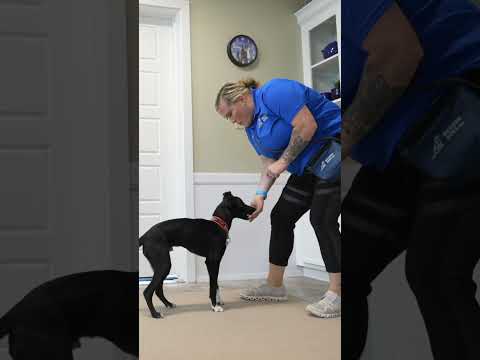 STOP Leash Pulling With This Simple "Trick"