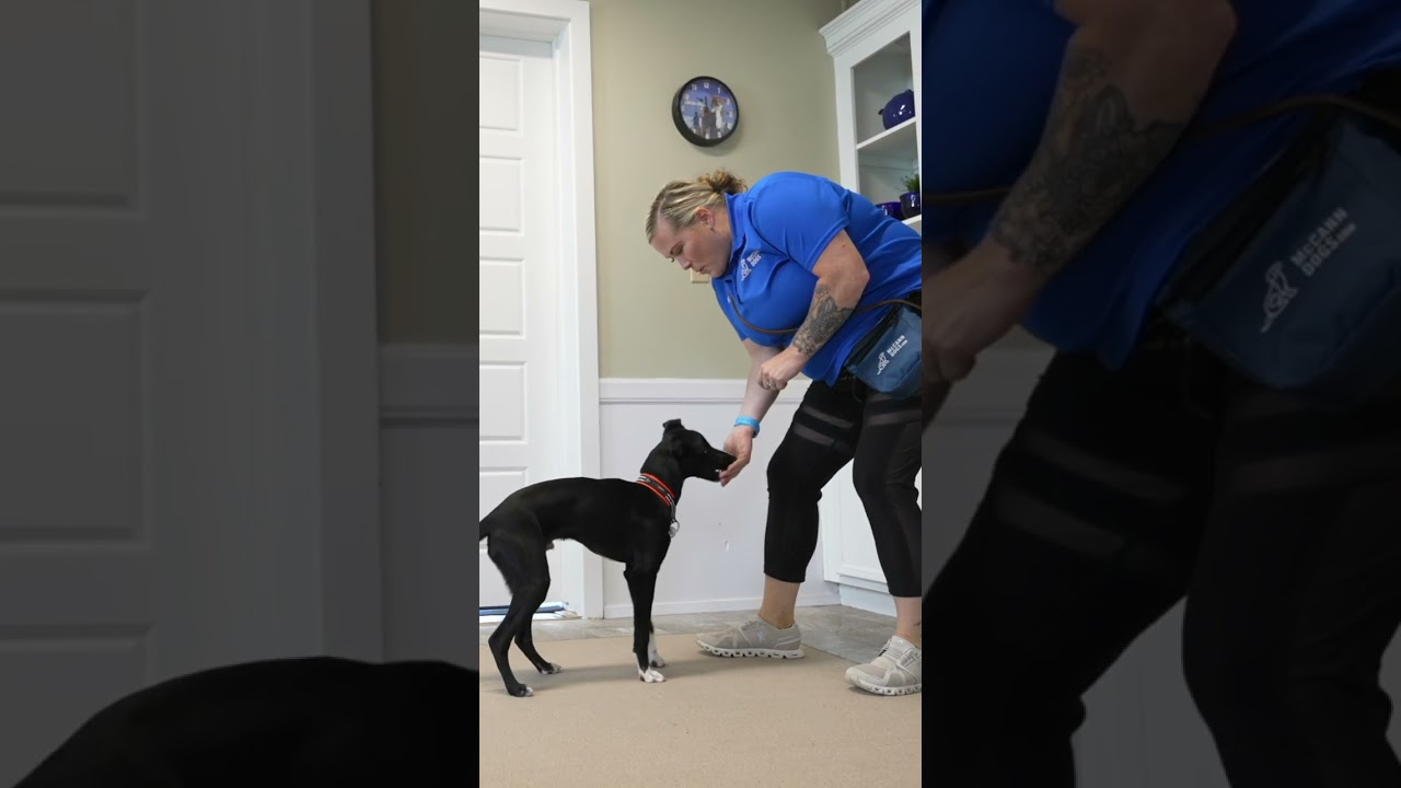 Say Goodbye to Leash Pulling with This Easy Trick 🐶