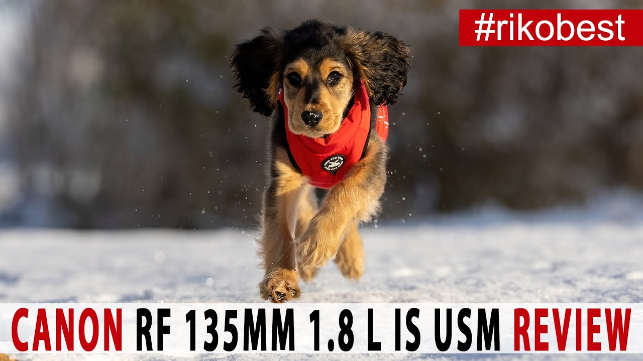 Canon RF 135mm f/1.8L IS USM mit R6 II im Hundeshooting 🐶