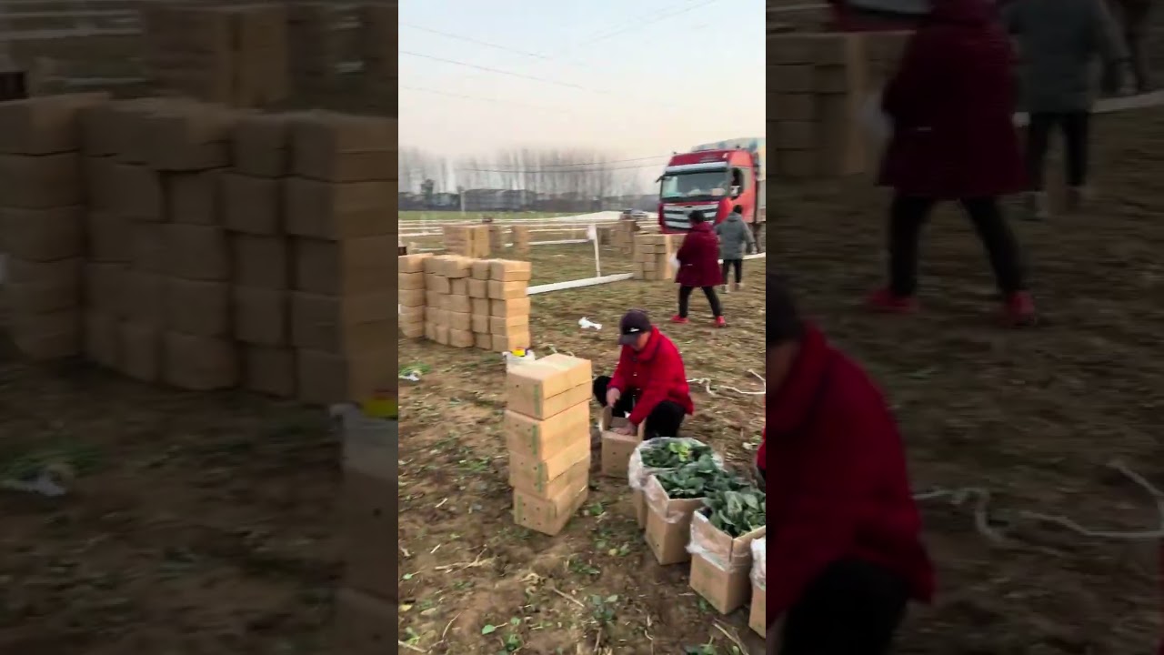 Winter Spinach Harvesting in the Field 🌱
