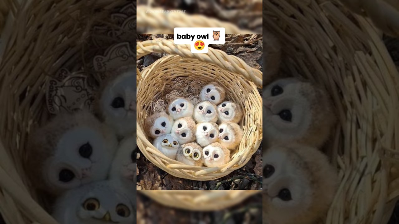 Rare Baby Animals You'll Love 😍