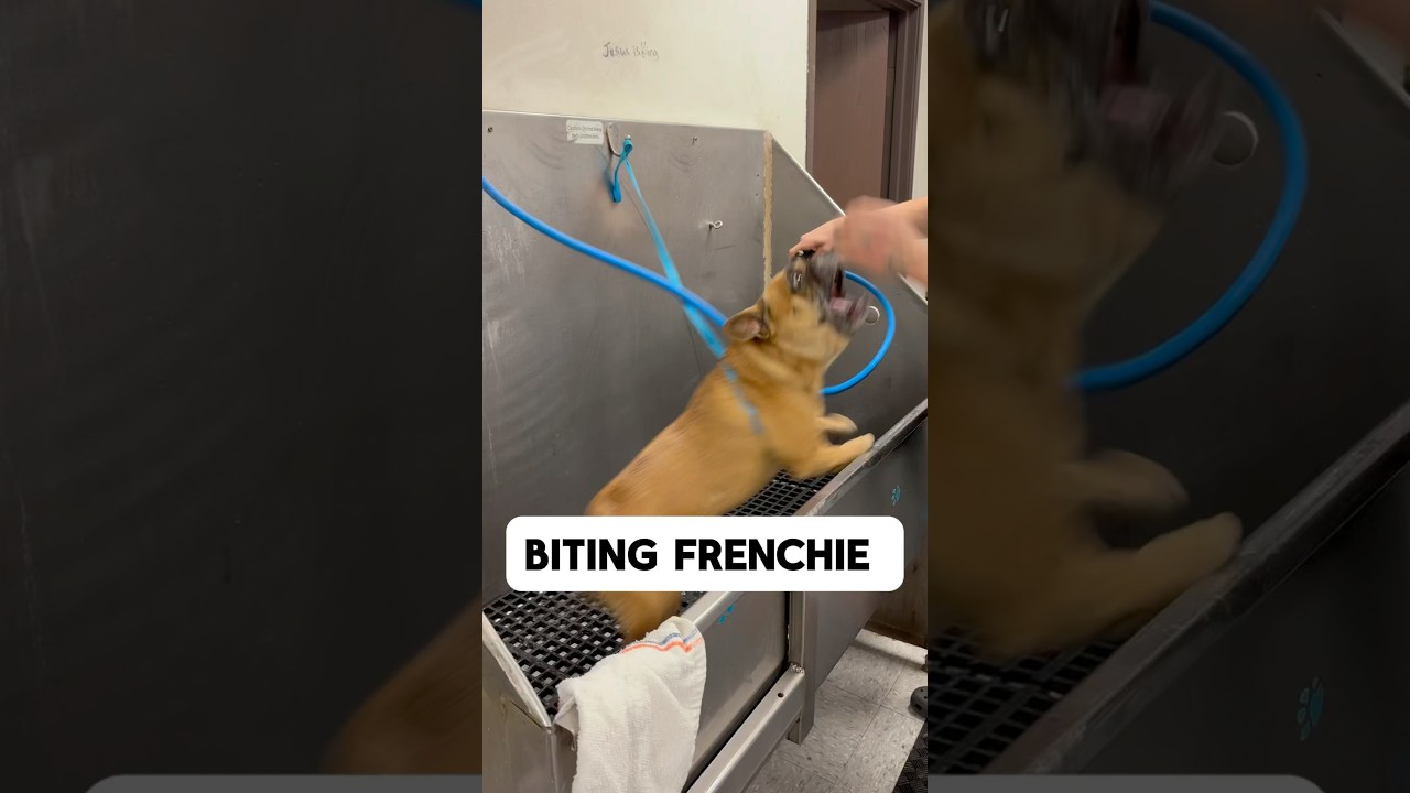 Biting Bulldog Frenchie Care Tips 🐶