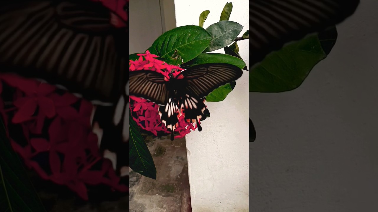 The Colour of Nature #butterfly #nature #garden #flowers #shrots