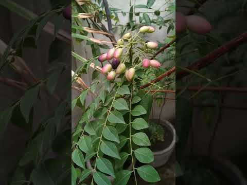 कड़ी पत्ता के फल कैसे दिखते हैं और उसके फायदे..