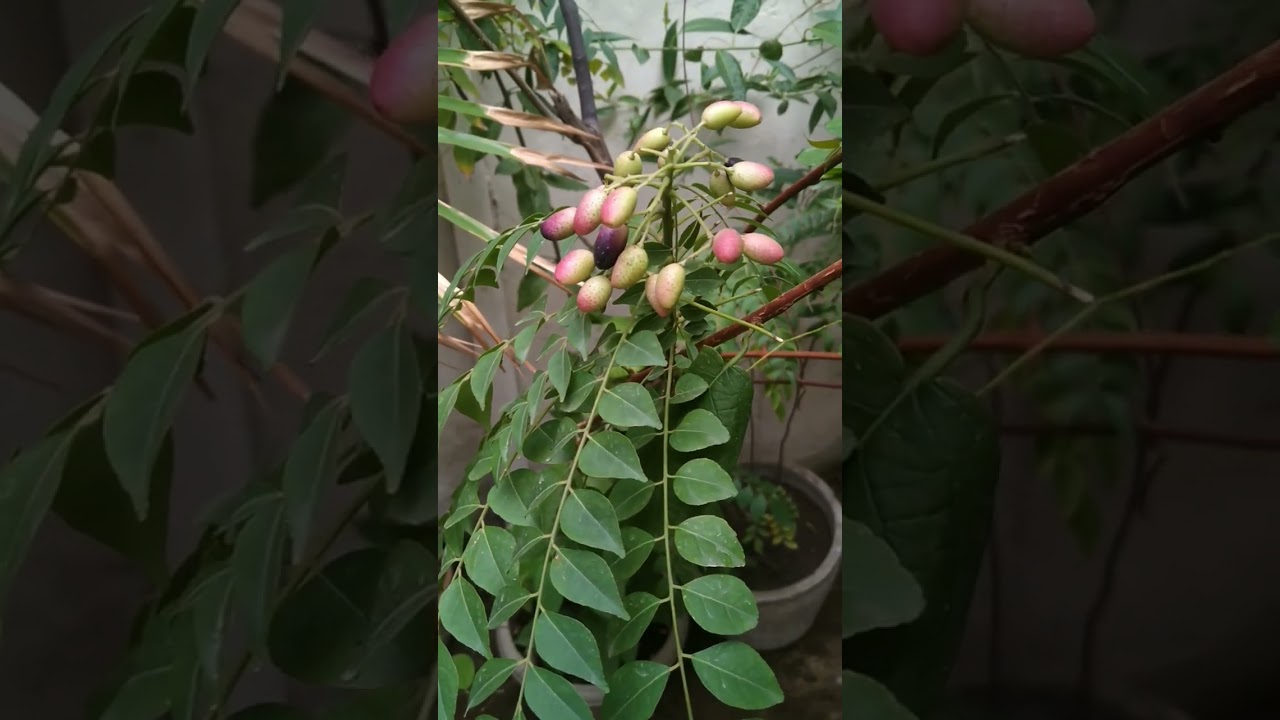 कड़ी पत्ता के फल कैसे दिखते हैं और उनके अद्भुत फायदे 🌿