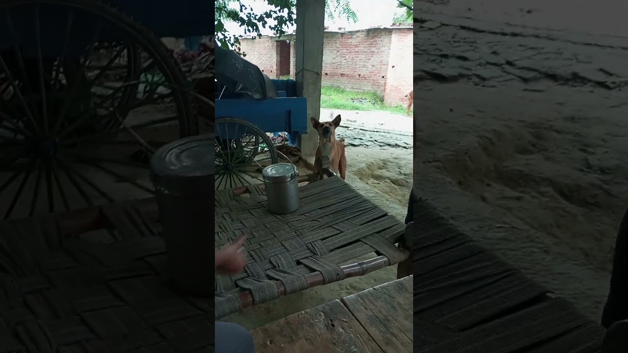 Hilarious Car Moments That Will Make Your Day 🚗