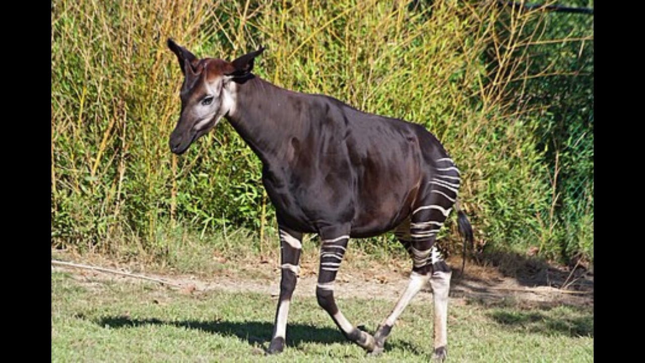 Okapi Sound Effect 🦓🔊