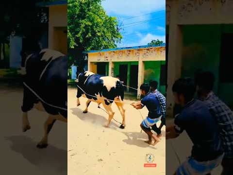 āĻā§ā§āĻŦā§ āĻāĻžāĻāύ⧠āϰā§đ´#shorts #shortvideo #cowboysongs #abdussalam #gourbanglasongs #viralshorts #ytshorts