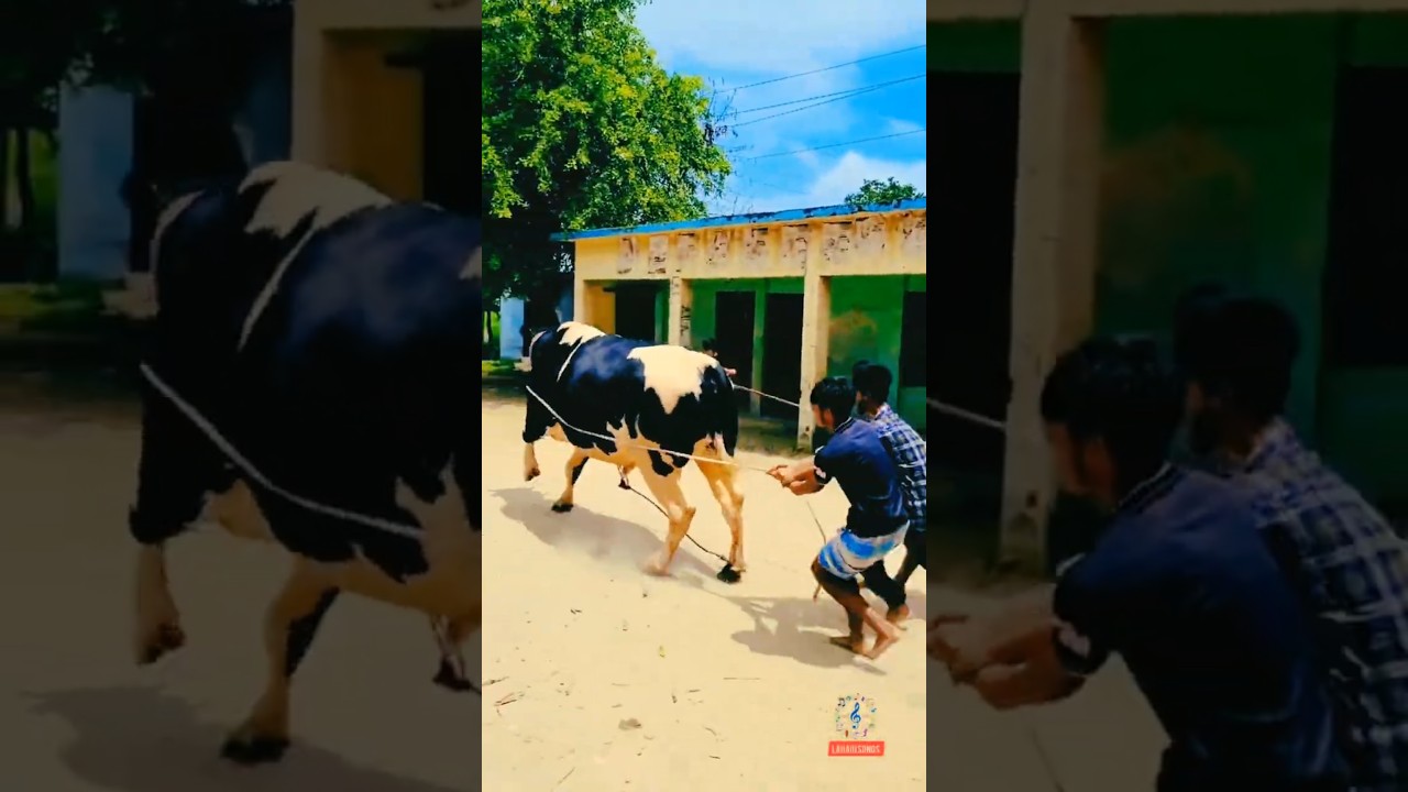 জুড়বো ঘাইনে রে 😴 - জনপ্রিয় বাংলার ঘুমের গান | ভাইরাল শর্টস