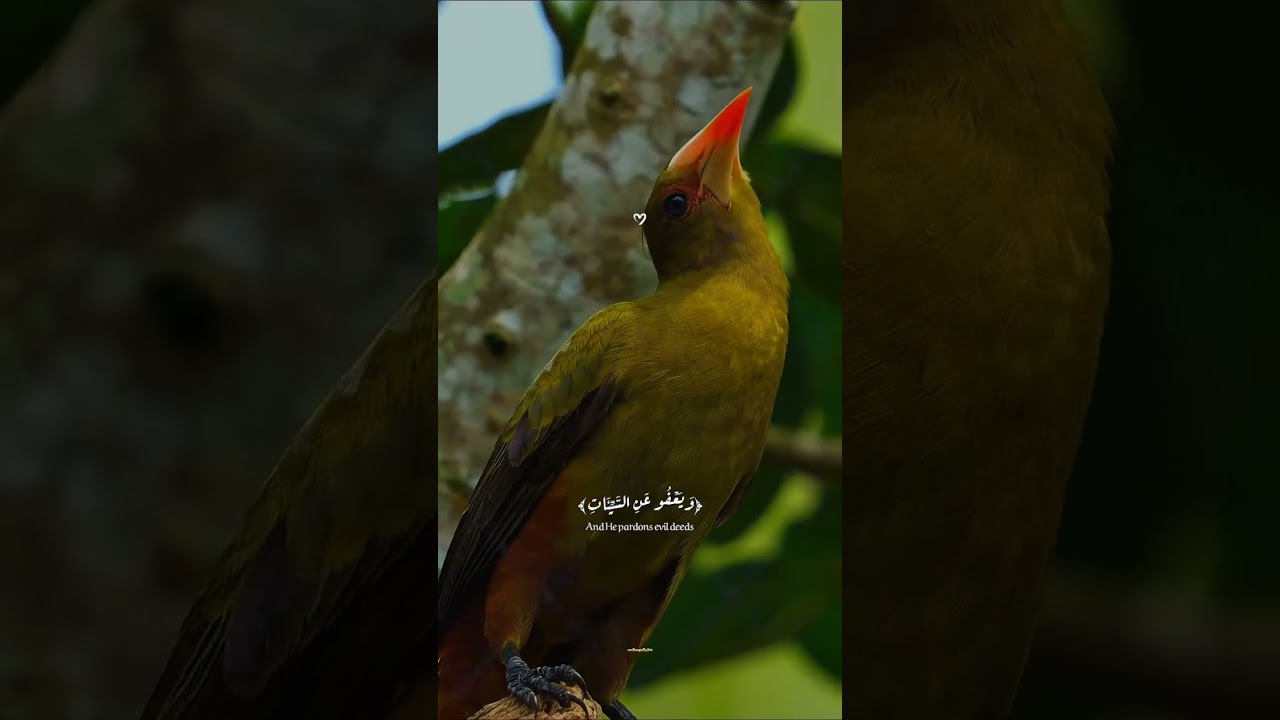 Heartfelt Quran Recitation 🎧