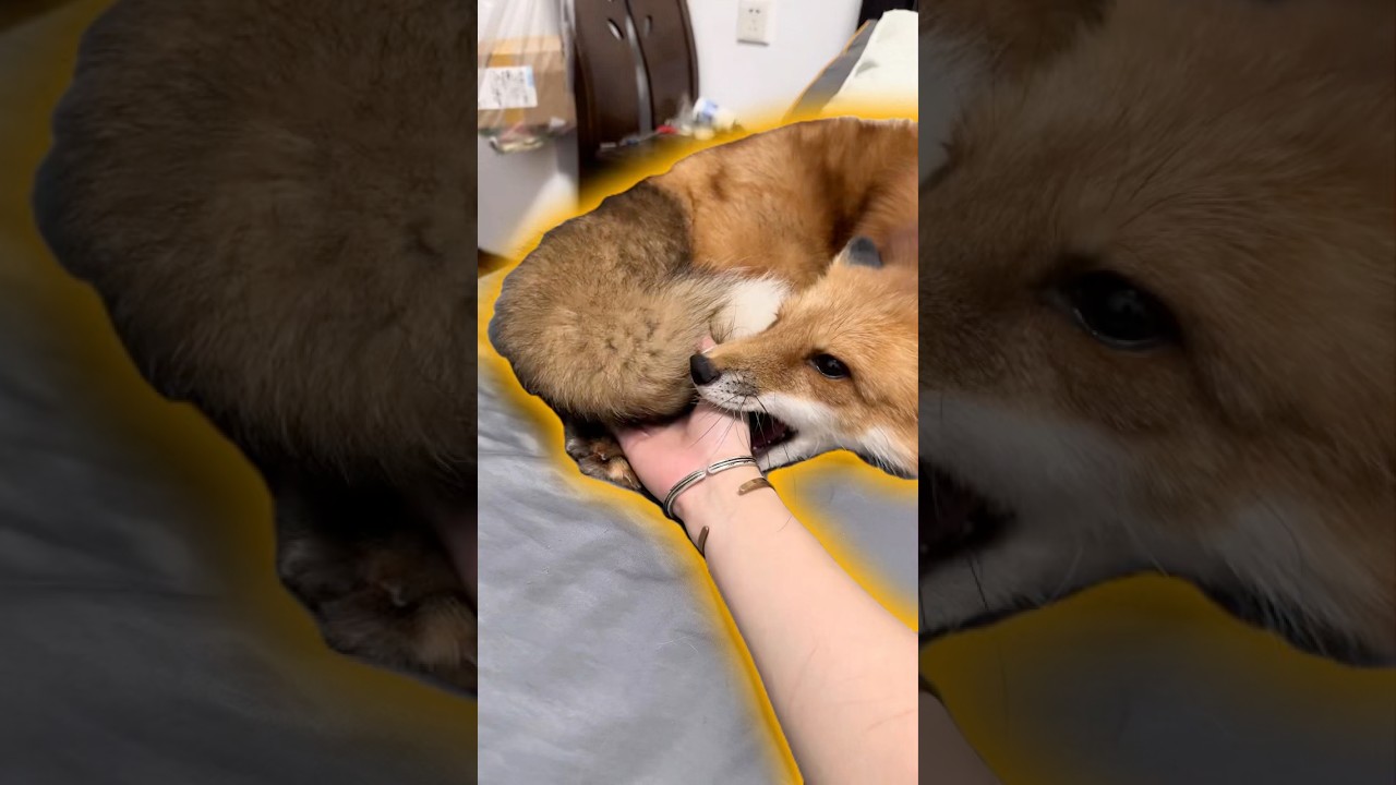 The Adorable Way Red Foxes Show Affection #animals #cute #shorts