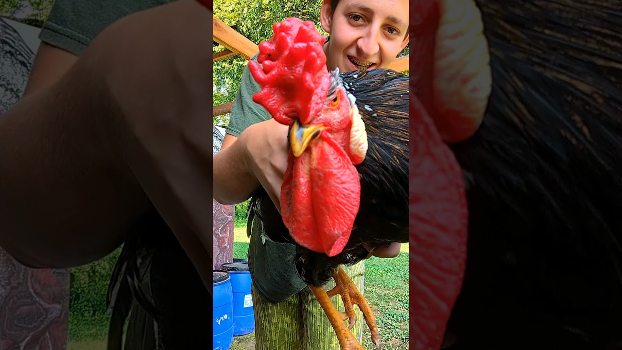 How to Manage Your Rooster's Attitude Early 🐓