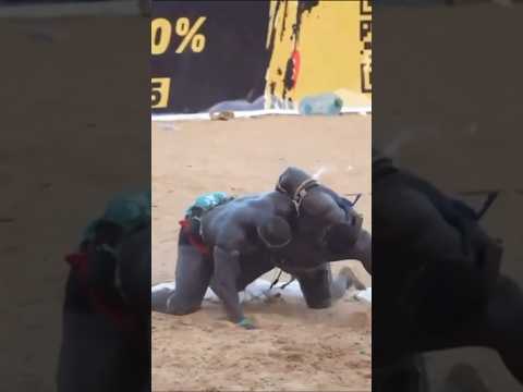 Incroyable victoire de Franc sur Eumeu Sène… Beuré, xeex, daaane