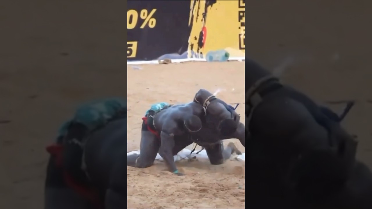 Victoire Époustouflante de Franc contre Eumeu Sène 🥊