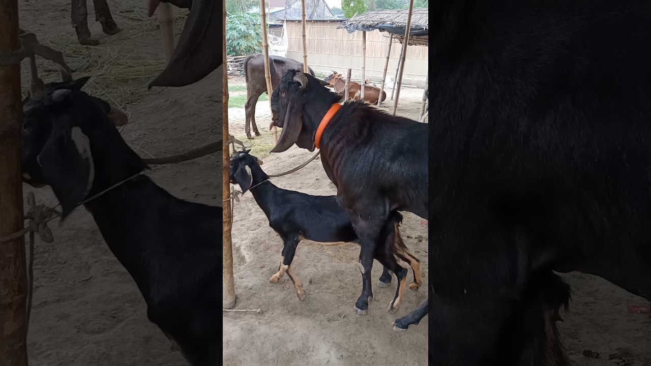 Beautiful Goat Moments π | Animal Lover Shorts