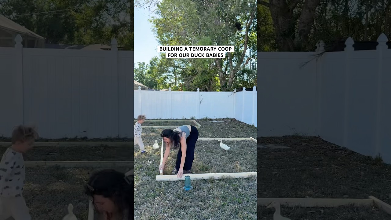 DIY Temporary Coop for Ducklings 🦆