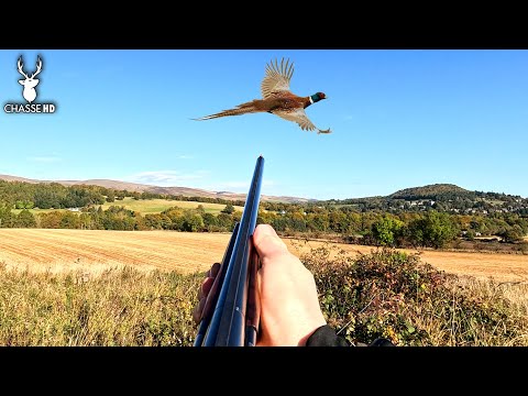 CHASSE DU PETIT GIBIER EN ÉCOSSE - ÉPISODE 1 : BILLEBAUDE FRUCTUEUSE !