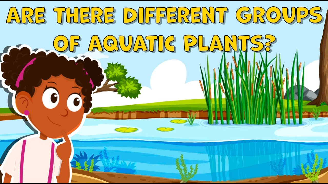 I Wonder Are there Different Groups of Aquatic Plants | Fun Facts about Aquatic Plants | Plants