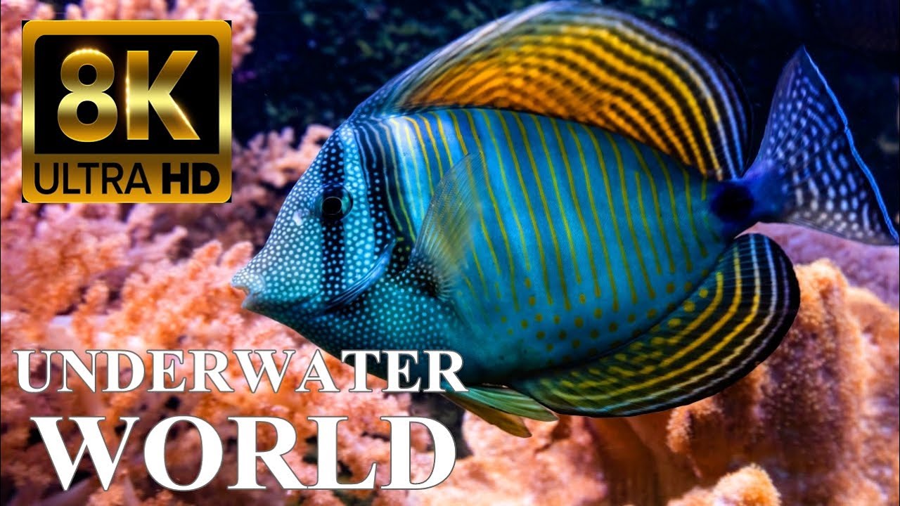 Experience the Stunning Underwater World in 8K ULTRA HD 🌊